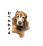 ゴールデンレトリバージャスミンのデカ文字（個別スタンプ：19）