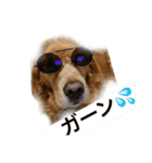 ゴールデンレトリバージャスミンのデカ文字（個別スタンプ：21）