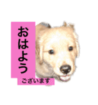 ゴールデンレトリバージャスミンのデカ文字（個別スタンプ：22）