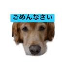 ゴールデンレトリバージャスミンのデカ文字（個別スタンプ：23）