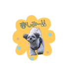 好き好きシーズー（個別スタンプ：3）