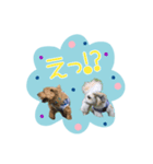 好き好きシーズー（個別スタンプ：4）