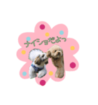 好き好きシーズー（個別スタンプ：5）