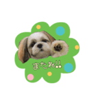 好き好きシーズー（個別スタンプ：8）