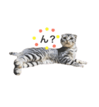 猫な生活2（個別スタンプ：1）