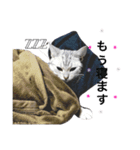 猫な生活2（個別スタンプ：3）