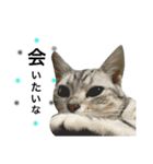 猫な生活2（個別スタンプ：8）