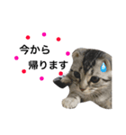 猫な生活2（個別スタンプ：10）