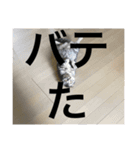 猫な生活2（個別スタンプ：12）