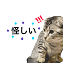 猫な生活2（個別スタンプ：13）