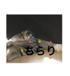 猫な生活2（個別スタンプ：14）