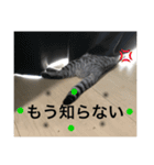 猫な生活2（個別スタンプ：15）