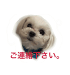 東京ワンク その1（個別スタンプ：6）