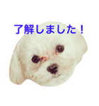 東京ワンク その1（個別スタンプ：7）