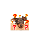 ミニピン、アイクの日常！（個別スタンプ：2）