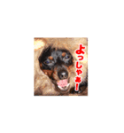 ミニピン、アイクの日常！（個別スタンプ：9）