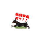 ミニピン、アイクの日常！（個別スタンプ：13）