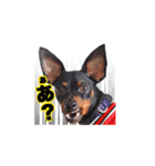 ミニピン、アイクの日常！（個別スタンプ：17）