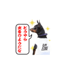 ミニピン、アイクの日常！（個別スタンプ：24）