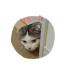 猫ねこネコ こてつの毎日（個別スタンプ：1）