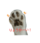 猫ねこネコ こてつの毎日（個別スタンプ：2）