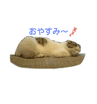 猫ねこネコ こてつの毎日（個別スタンプ：3）