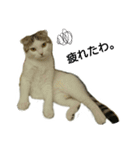 猫ねこネコ こてつの毎日（個別スタンプ：4）