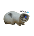 猫ねこネコ こてつの毎日（個別スタンプ：5）