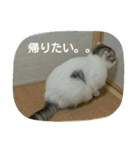 猫ねこネコ こてつの毎日（個別スタンプ：6）