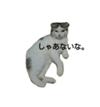 猫ねこネコ こてつの毎日（個別スタンプ：7）