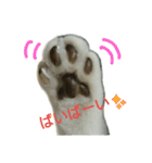 猫ねこネコ こてつの毎日（個別スタンプ：8）
