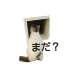 猫ねこネコ こてつの毎日（個別スタンプ：10）