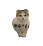 猫ねこネコ こてつの毎日（個別スタンプ：11）