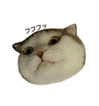 猫ねこネコ こてつの毎日（個別スタンプ：13）