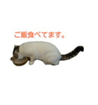 猫ねこネコ こてつの毎日（個別スタンプ：14）