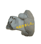 猫ねこネコ こてつの毎日（個別スタンプ：15）
