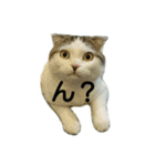 猫ねこネコ こてつの毎日（個別スタンプ：16）