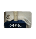 猫ねこネコ こてつの毎日（個別スタンプ：17）