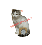 猫ねこネコ こてつの毎日（個別スタンプ：18）