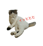 猫ねこネコ こてつの毎日（個別スタンプ：20）
