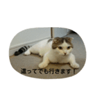 猫ねこネコ こてつの毎日（個別スタンプ：21）