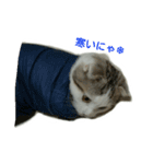 猫ねこネコ こてつの毎日（個別スタンプ：22）