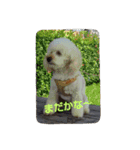 我が家の龍くん日常（個別スタンプ：14）
