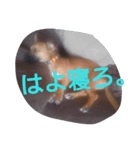 サニーちゃんのコメント（個別スタンプ：4）
