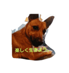 サニーちゃんのコメント（個別スタンプ：8）