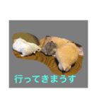 はむスターズ（個別スタンプ：1）