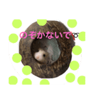 はむスターズ（個別スタンプ：3）
