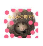 はむスターズ（個別スタンプ：4）
