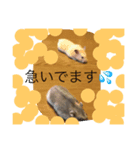 はむスターズ（個別スタンプ：5）
