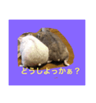はむスターズ（個別スタンプ：6）